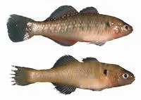 Golden gudgeon (Hypseleotris aurea)