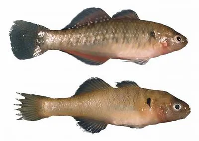 Golden gudgeon (Hypseleotris aurea)