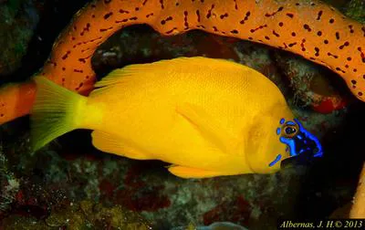Golden hamlet (Hypoplectrus gummigutta)