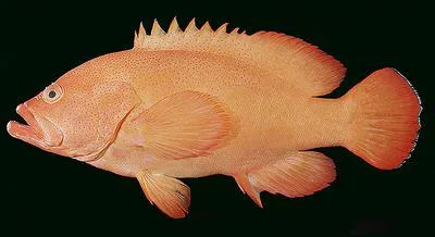 Golden hind (Cephalopholis aurantia)