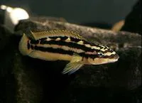 Golden julie (Julidochromis ornatus)