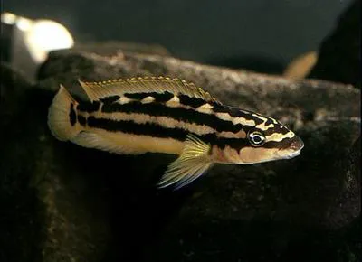 Golden julie (Julidochromis ornatus)