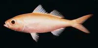 Golden kali kali (Erythrocles scintillans)