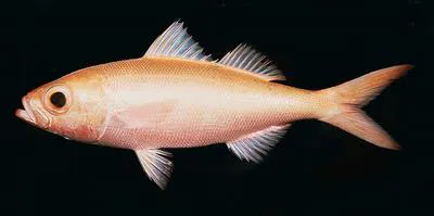Golden kali kali (Erythrocles scintillans)