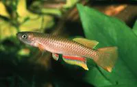 Golden killi (Aphyosemion aureum)