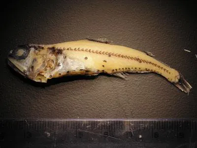 Golden lanternfish (Myctophum aurolaternatum)