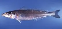 Golden-lined sillago (Sillago analis)