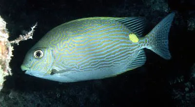 Golden-lined spinefoot (Siganus lineatus)