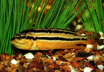 Golden mbuna (Melanochromis auratus)