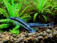 Golden otocinclus (Macrotocinclus affinis)