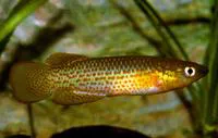 Golden panchax (Pachypanchax playfairii)
