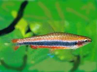 Golden pencilfish (Nannostomus beckfordi)