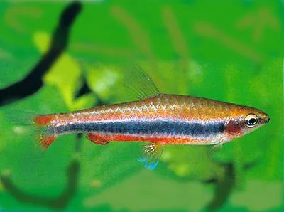 Golden pencilfish (Nannostomus beckfordi)