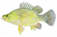 Golden perch (Macquaria ambigua)
