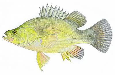 Golden perch (Macquaria ambigua)