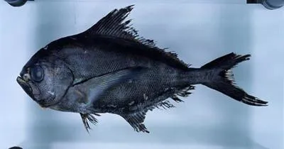 Golden pomfret (Xenobrama microlepis)