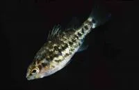 Golden pygmy perch (Nannoperca variegata)