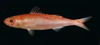 Golden redbait (Emmelichthys struhsakeri)