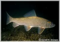 Golden redhorse (Moxostoma erythrurum)