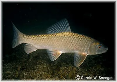Golden redhorse (Moxostoma erythrurum)
