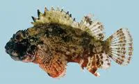 Golden scorpionfish (Parascorpaena aurita)