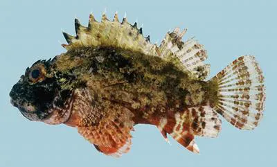 Golden scorpionfish (Parascorpaena aurita)