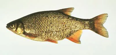 Golden shiner (Notemigonus crysoleucas)