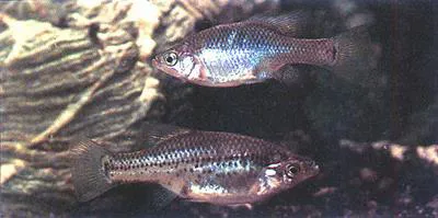 Golden skiffia (Skiffia francesae)
