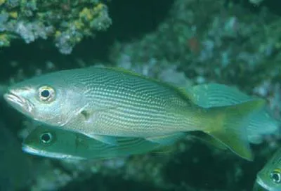 Golden snapper (Lutjanus inermis)