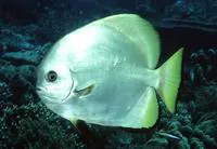 Golden spadefish (Platax boersii)