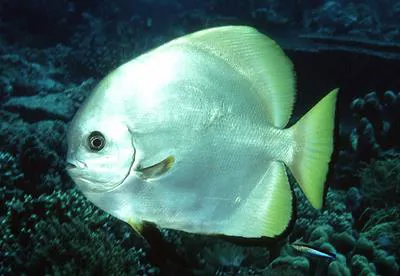 Golden spadefish (Platax boersii)