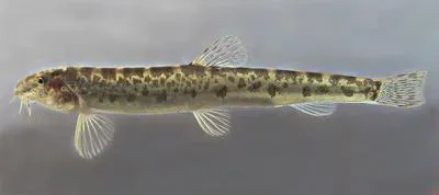 Golden spined loach (Sabanejewia aurata aurata)