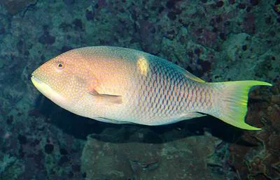 Golden-spot hogfish (Bodianus perditio)