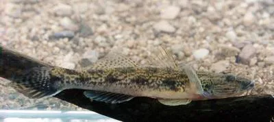 Golden tank goby (Glossogobius aureus)