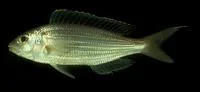 Golden threadfin bream (Nemipterus virgatus)