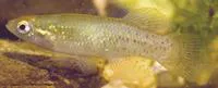 Golden topminnow (Fundulus chrysotus)