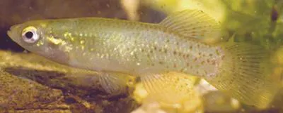 Golden topminnow (Fundulus chrysotus)