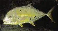Golden trevally (Gnathanodon speciosus)
