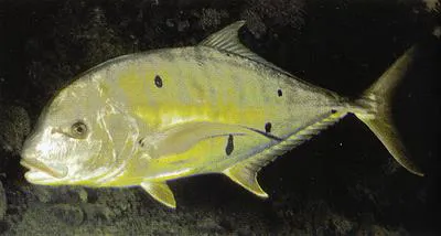 Golden trevally (Gnathanodon speciosus)