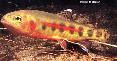 Golden trout (Oncorhynchus aguabonita)
