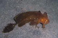 Golden weedfish (Cristiceps aurantiacus)