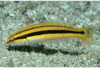 Golden wrasse (Halichoeres melanotis)