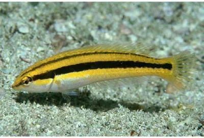 Golden wrasse (Halichoeres melanotis)