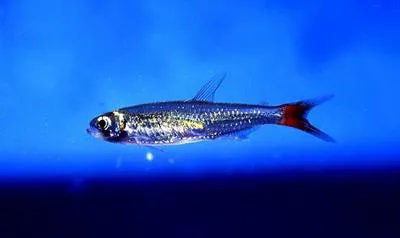 Goldencrown tetra (Aphyocharax alburnus)