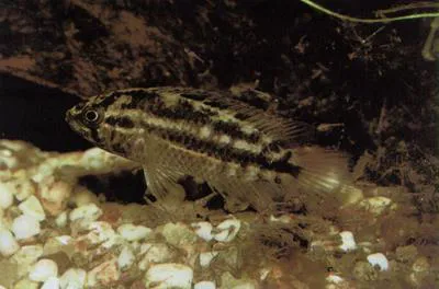 Goldeneye cichlid (Nannacara anomala)