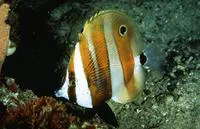 Goldengirdled coralfish (Coradion chrysozonus)