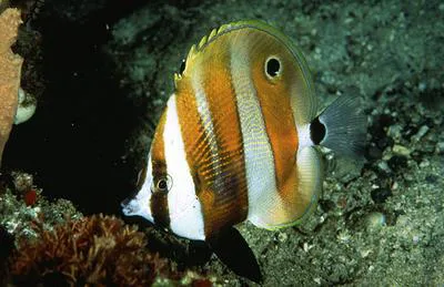 Goldengirdled coralfish (Coradion chrysozonus)