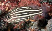 Goldenstriped soapfish (Grammistes sexlineatus)