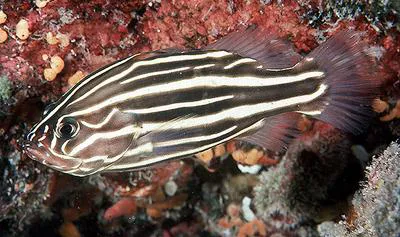 Goldenstriped soapfish (Grammistes sexlineatus)