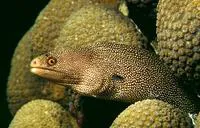 Goldentail moray (Gymnothorax miliaris)